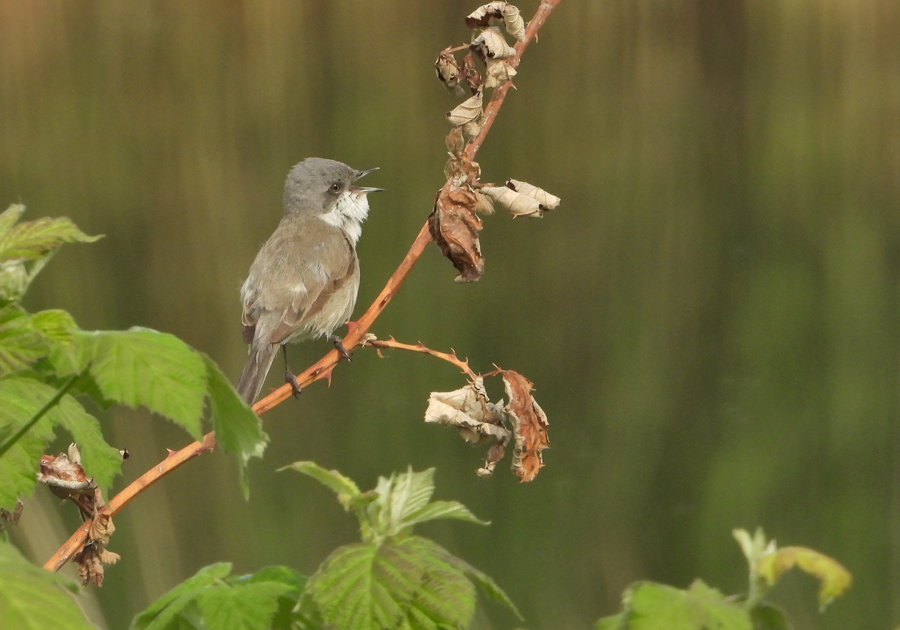 Sylvia curruca Lesser Whitethroat Braamsluiper